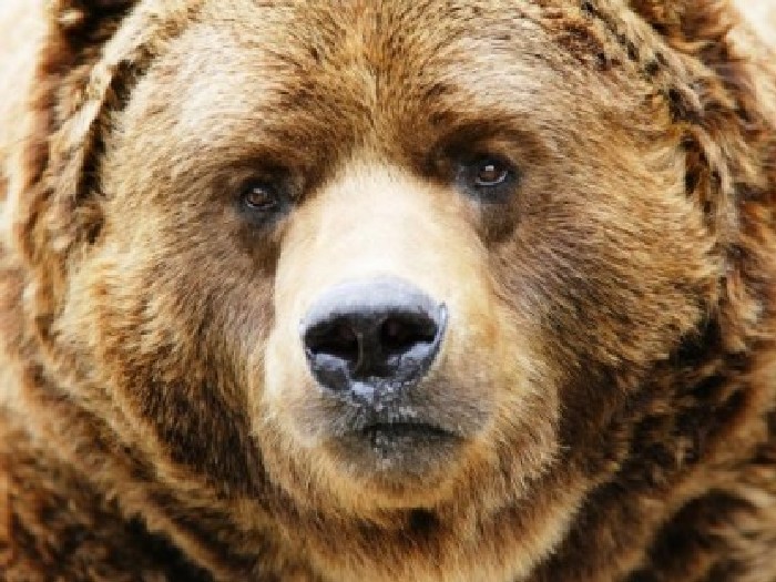 Кадьяк-медведь-Описание-и-образ-жизни-кадьяка-1